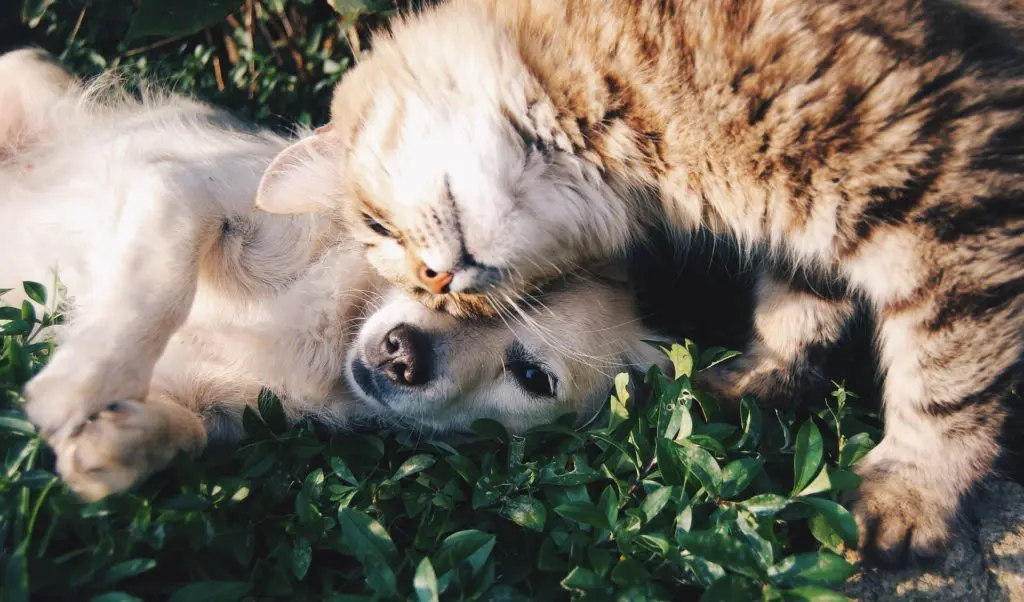 Djuruppfödare hund och katt