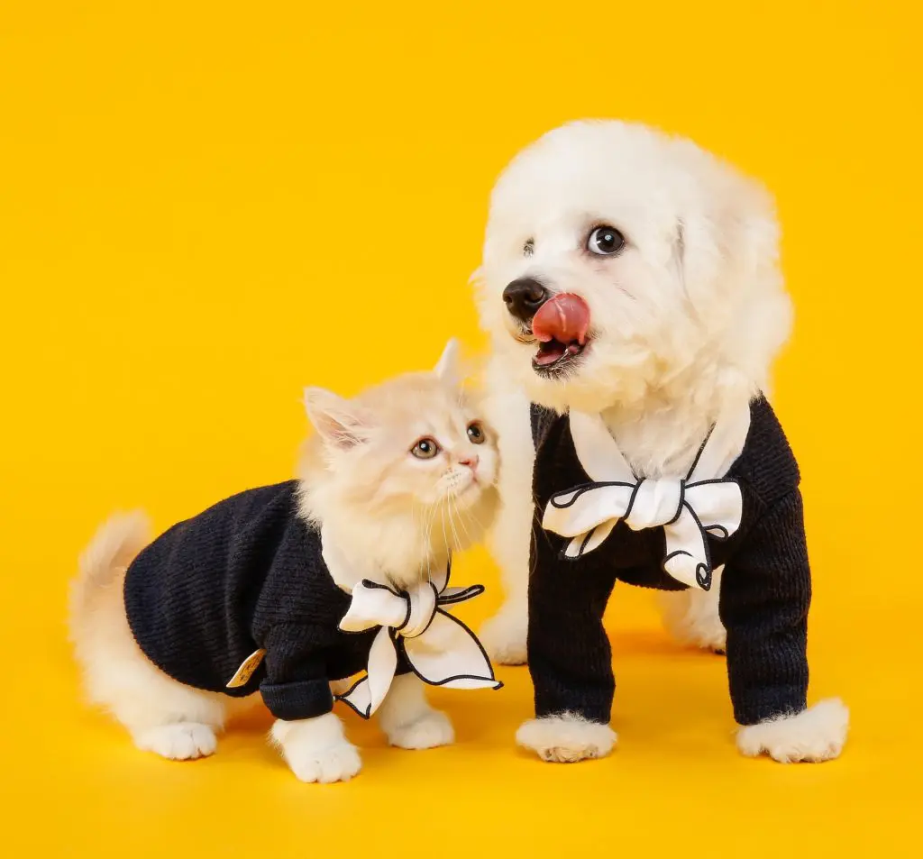 Finklädd katt och hund