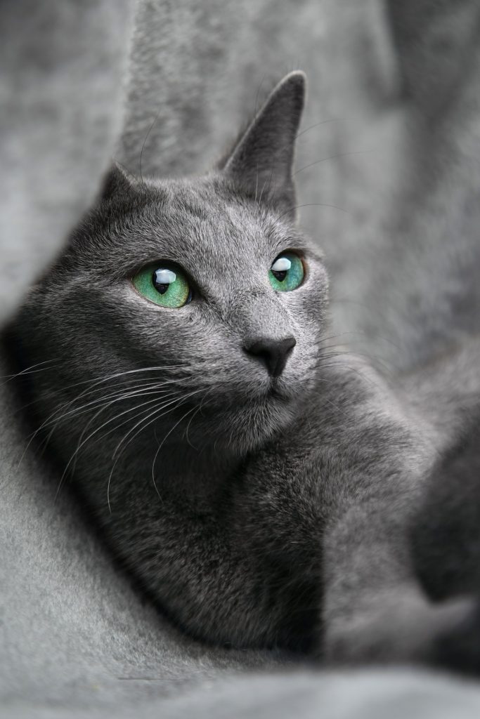 Russian blue katt med gröna ögon