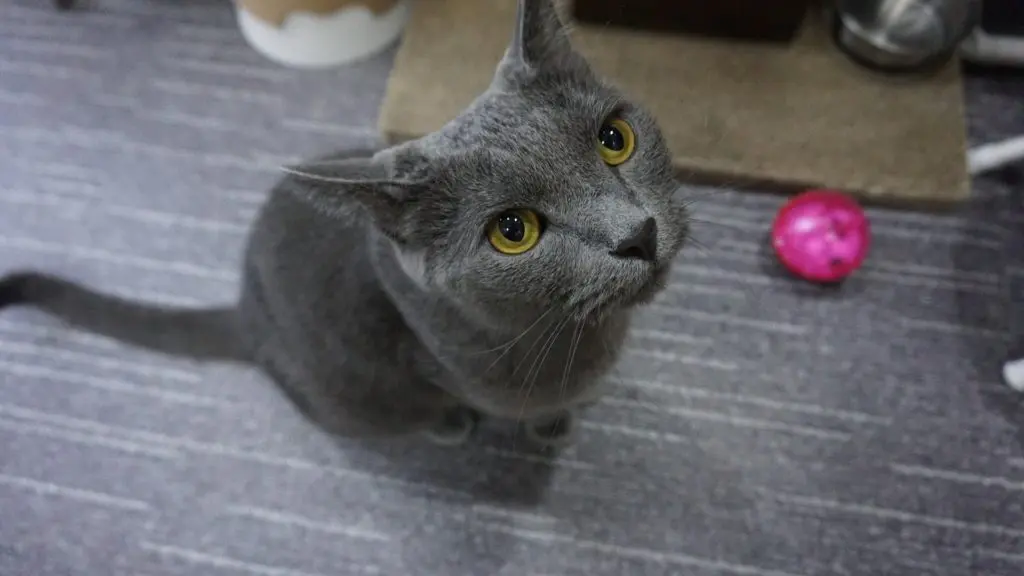 Russian blue katt leker