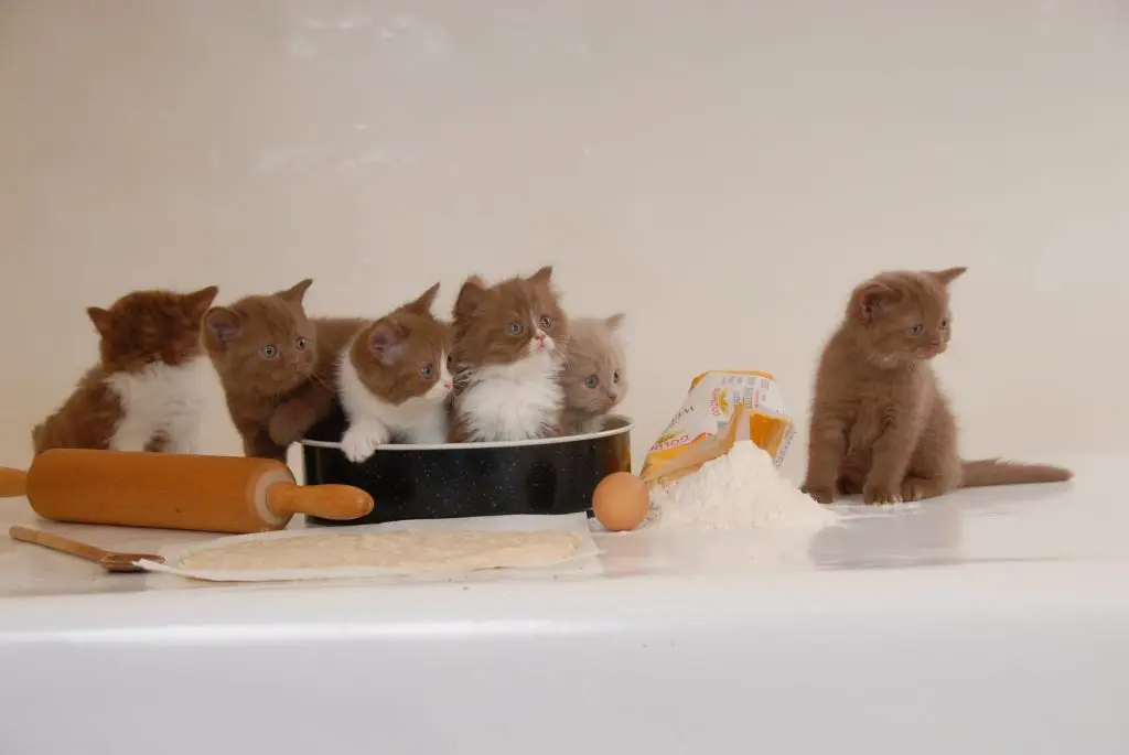 World Veterinary Day