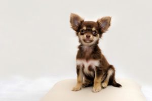 Chihuahua korthårig