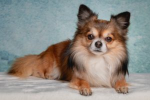 Chihuahua långhårig