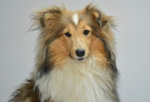 Shetland sheepdog tik