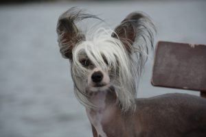 Chinese crested dog nakenhund