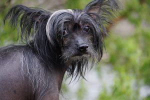 Chinese crested dog naken