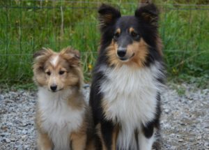 Shetland sheepdog