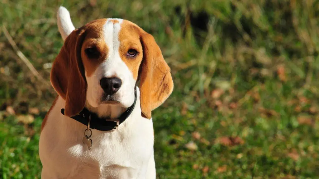 Drever hundvalp