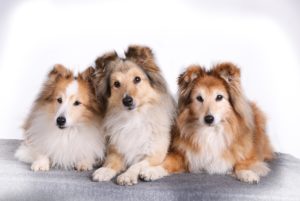Shetland sheepdog tre söta