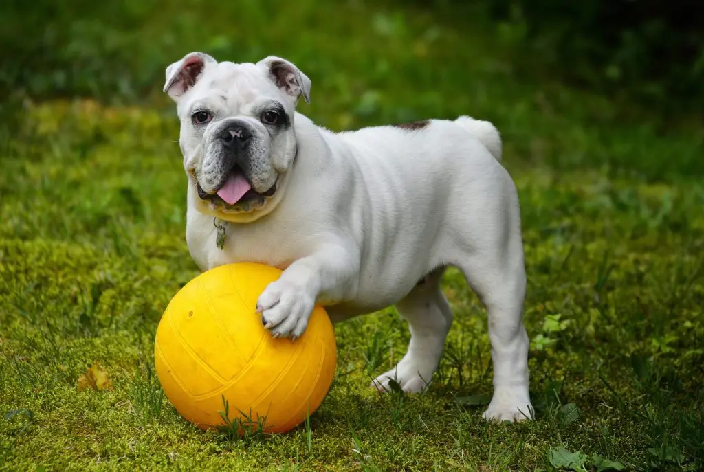 Försäkrad Engelsk bulldog