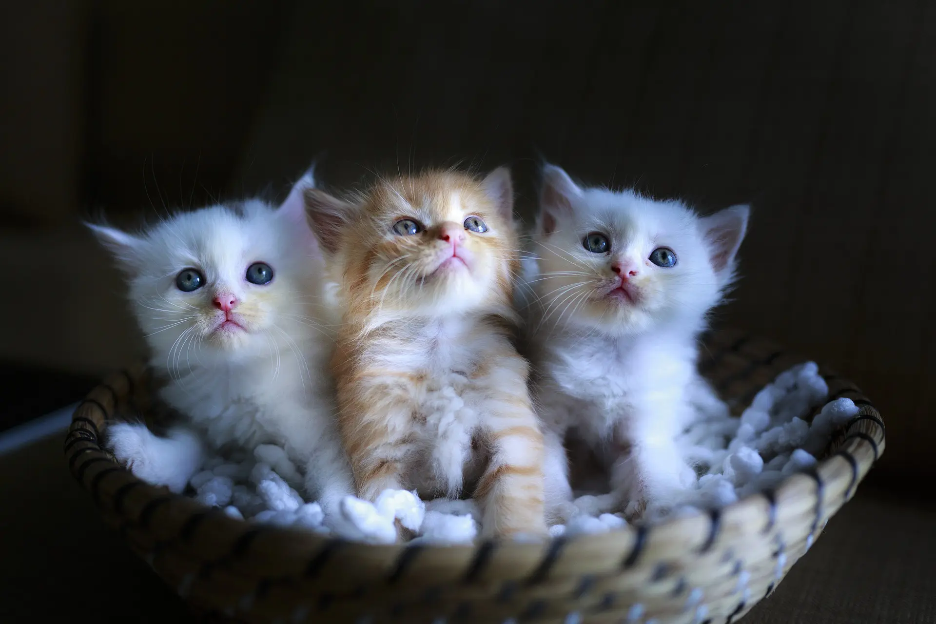 Läs mer om artikeln Populära kattnamn