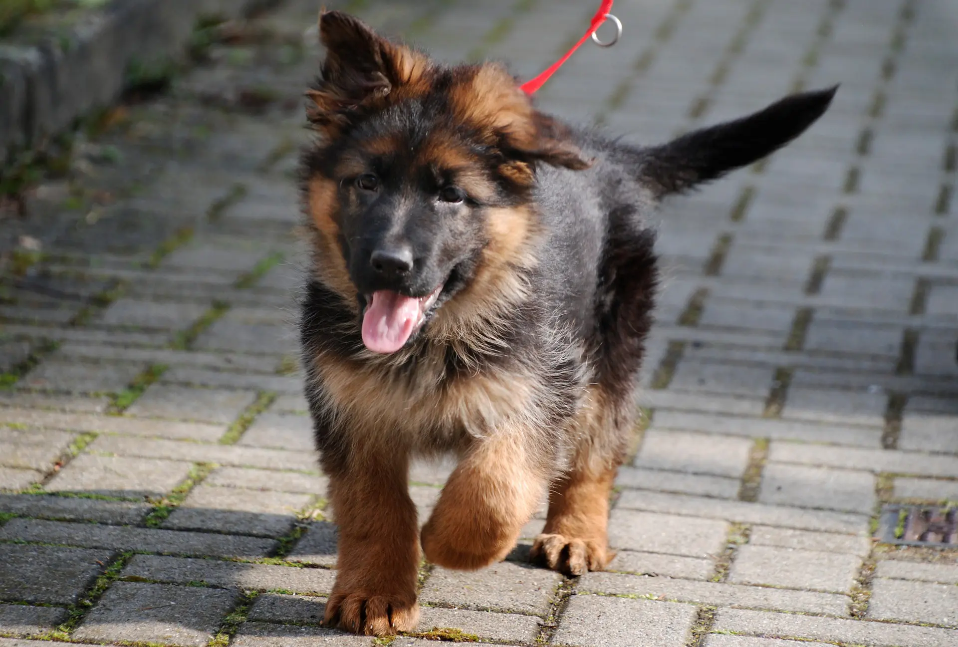 Läs mer om artikeln Populära hundnamn
