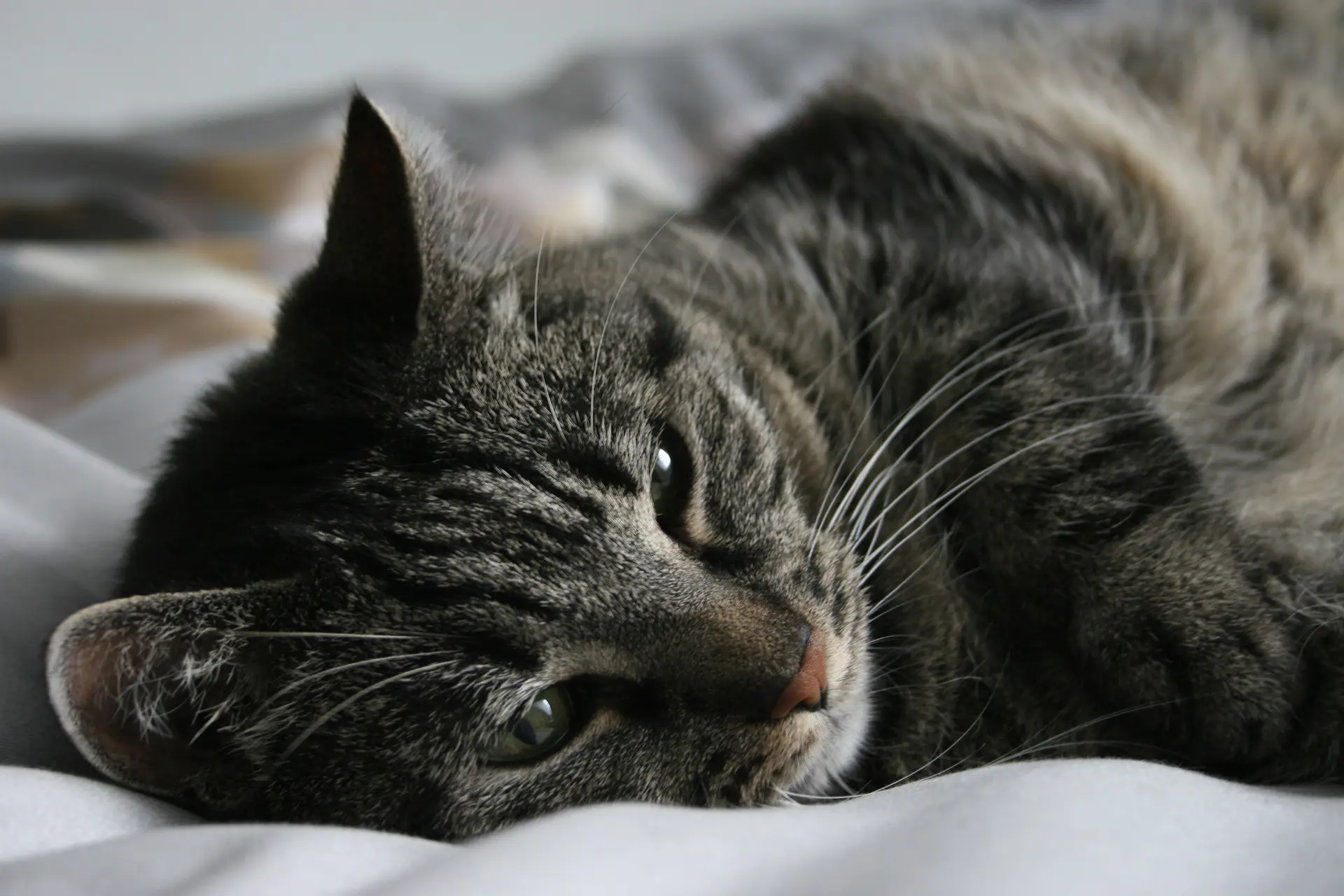 Läs mer om artikeln Kan katter fungera som terapi?