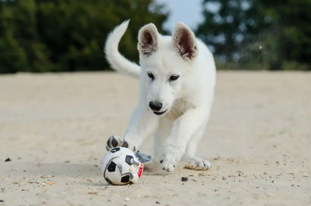 10 bra saker till din hundvalp