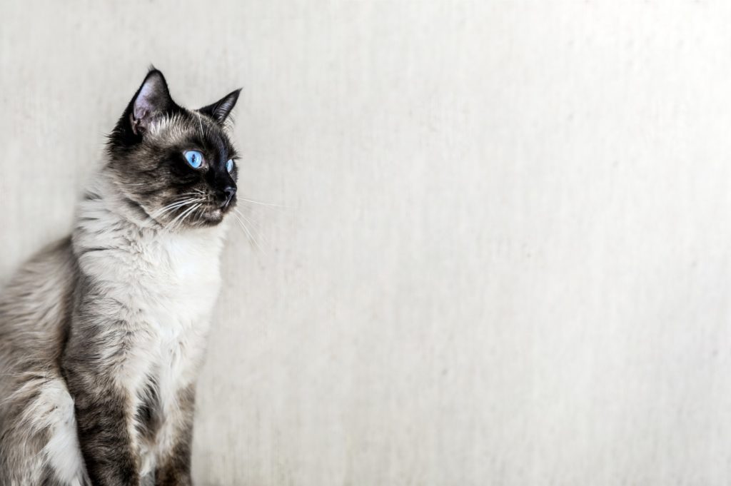 Ragdoll populär kattras