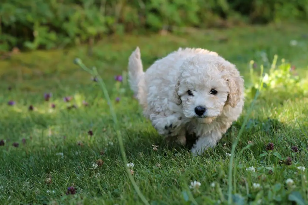 pudel hundvalp