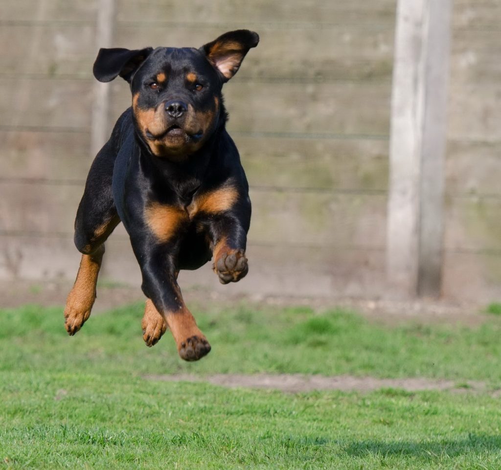 Rottweiler: Allt du behöver veta om rasen 