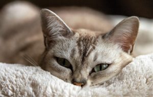 7 tecken på att din katt tycket om dig