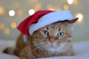 Julklapp katt