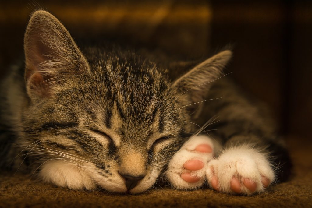 kattpensionat