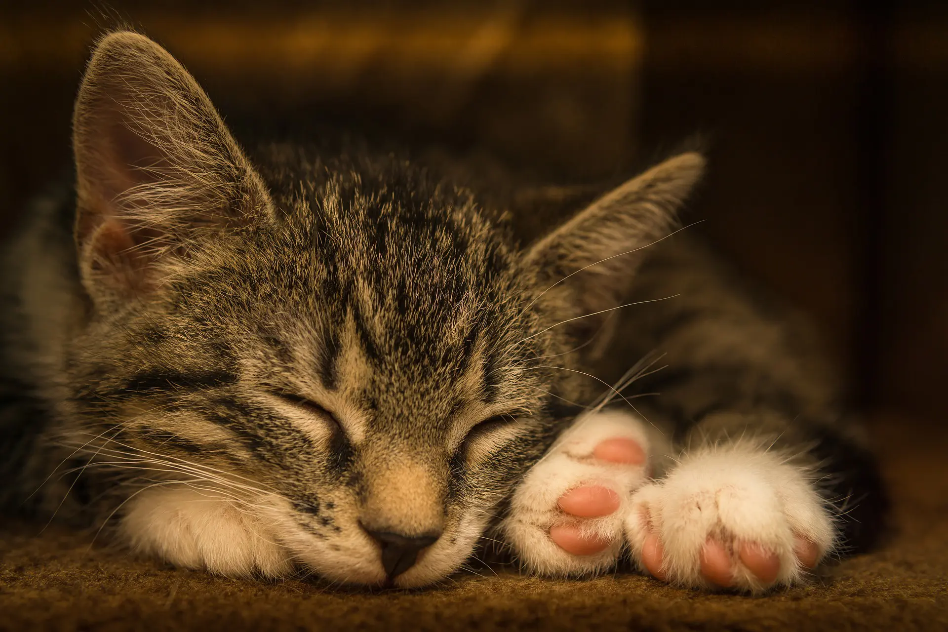 Läs mer om artikeln Kattpensionat