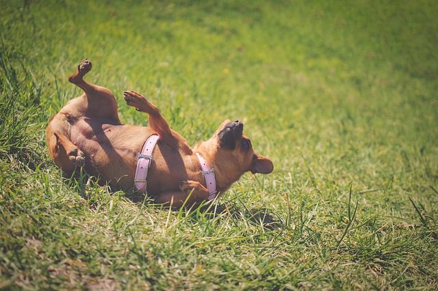 Hundars känslor: Glad hund som leker