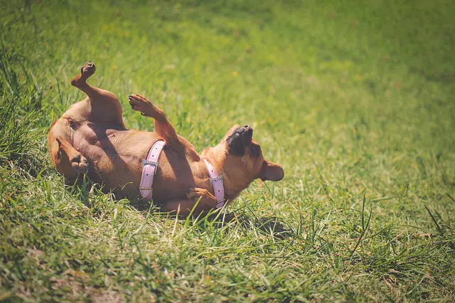 Läs mer om artikeln 7 känslor som din hund kan uppleva